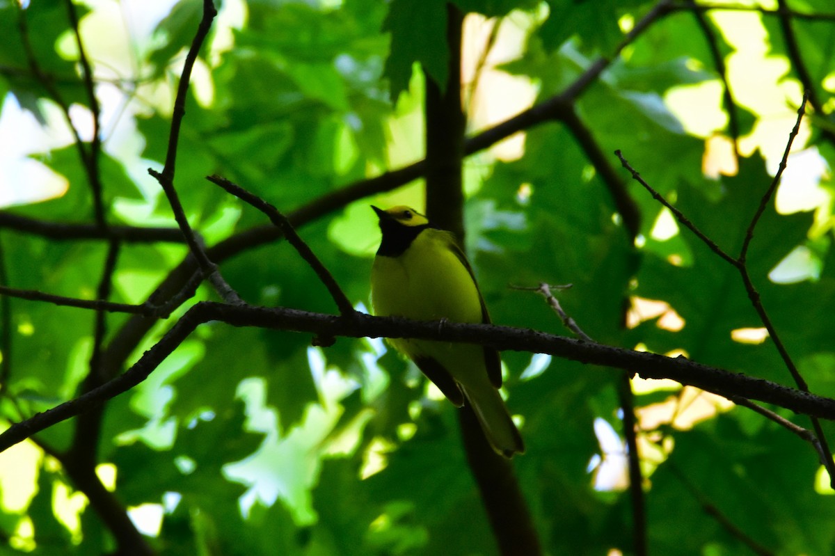 Hooded Warbler - Mark Holt