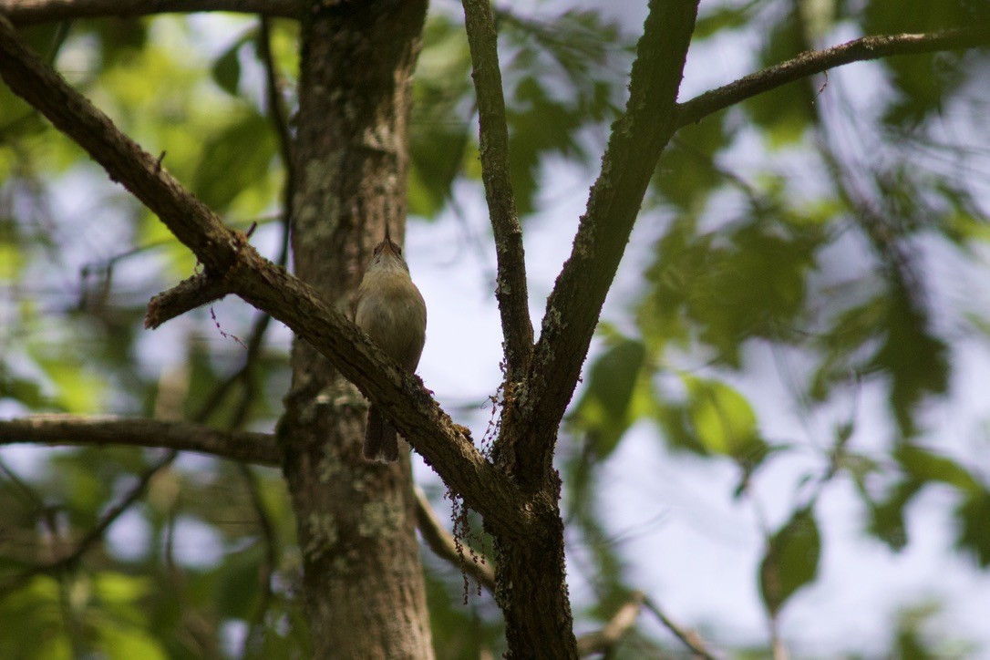 Carolina Wren - Sarah R