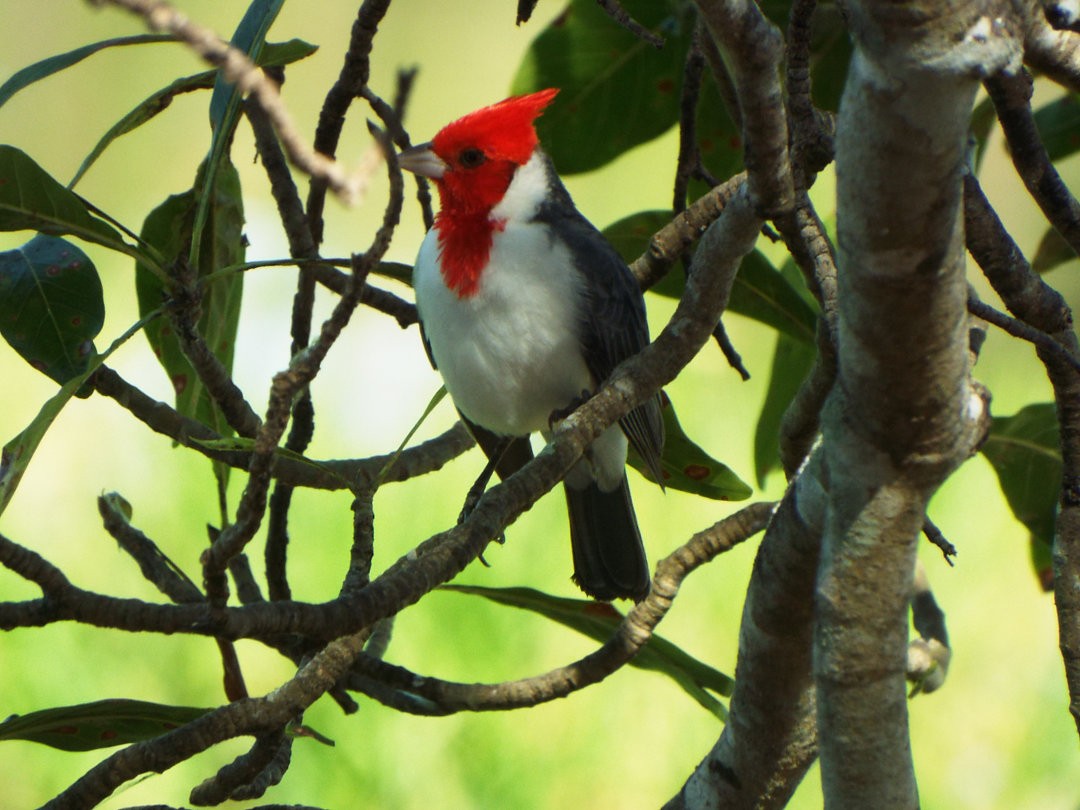 Red-crested Cardinal - Henrique Heidi Horiyshi