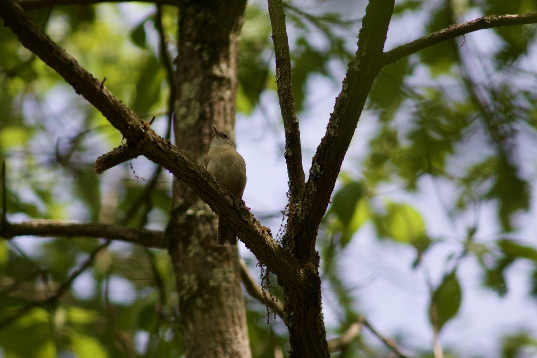 Carolina Wren - Sarah R