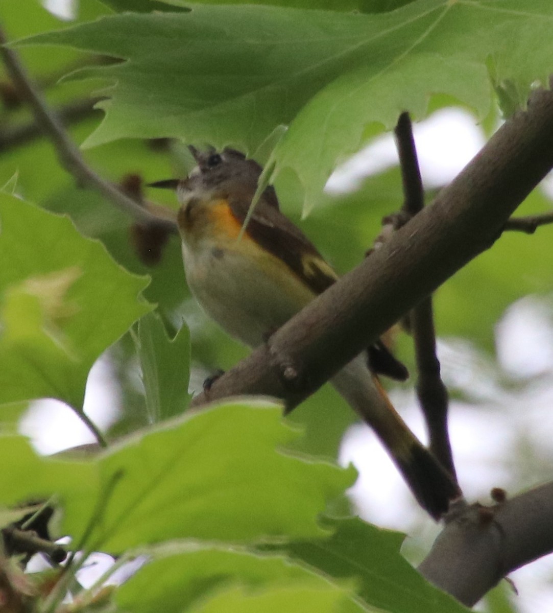 American Redstart - ML619591512