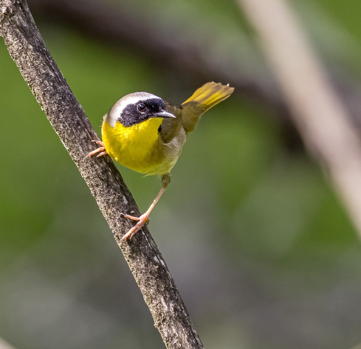 Common Yellowthroat - Mike Murphy