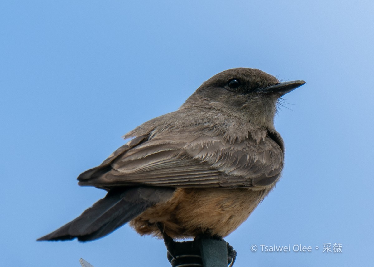 Say's Phoebe - Tsaiwei Olee