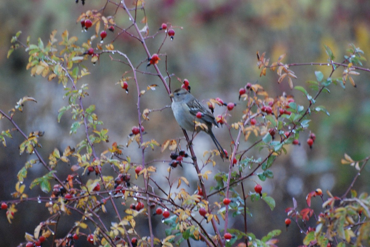 White-crowned Sparrow - Max Thayer