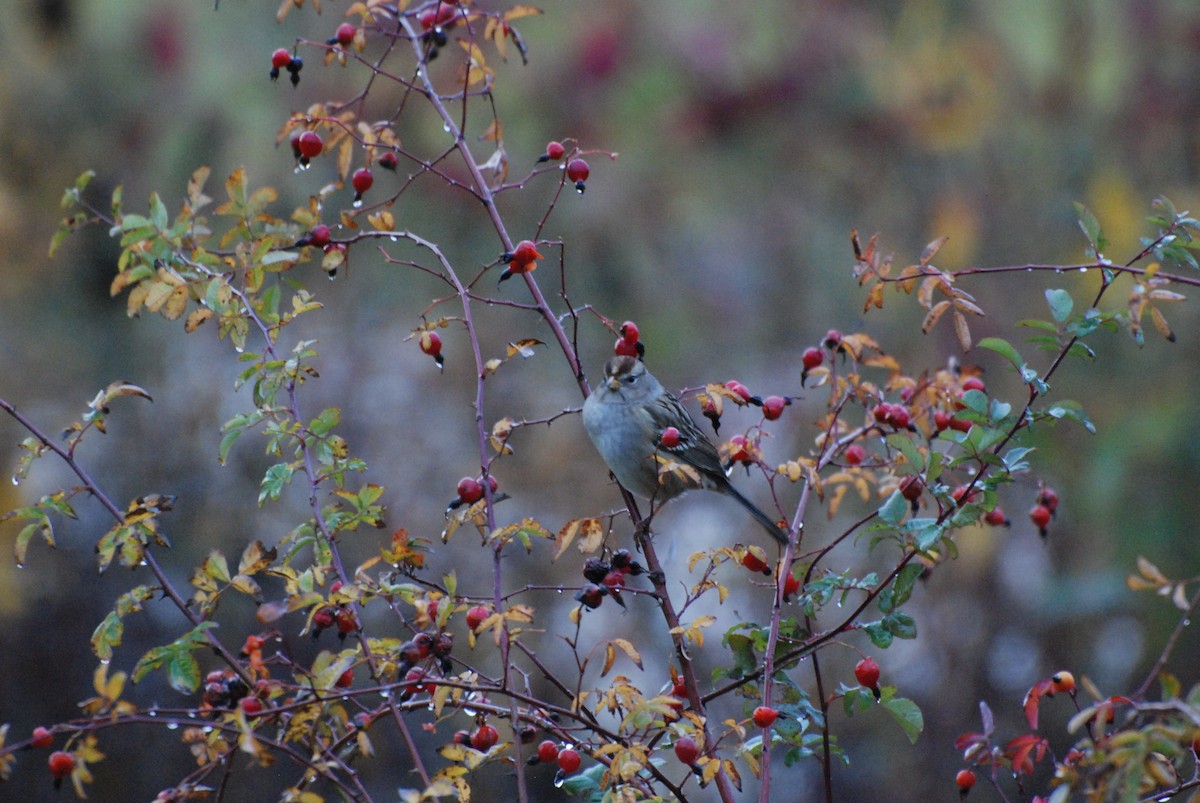 White-crowned Sparrow - Max Thayer