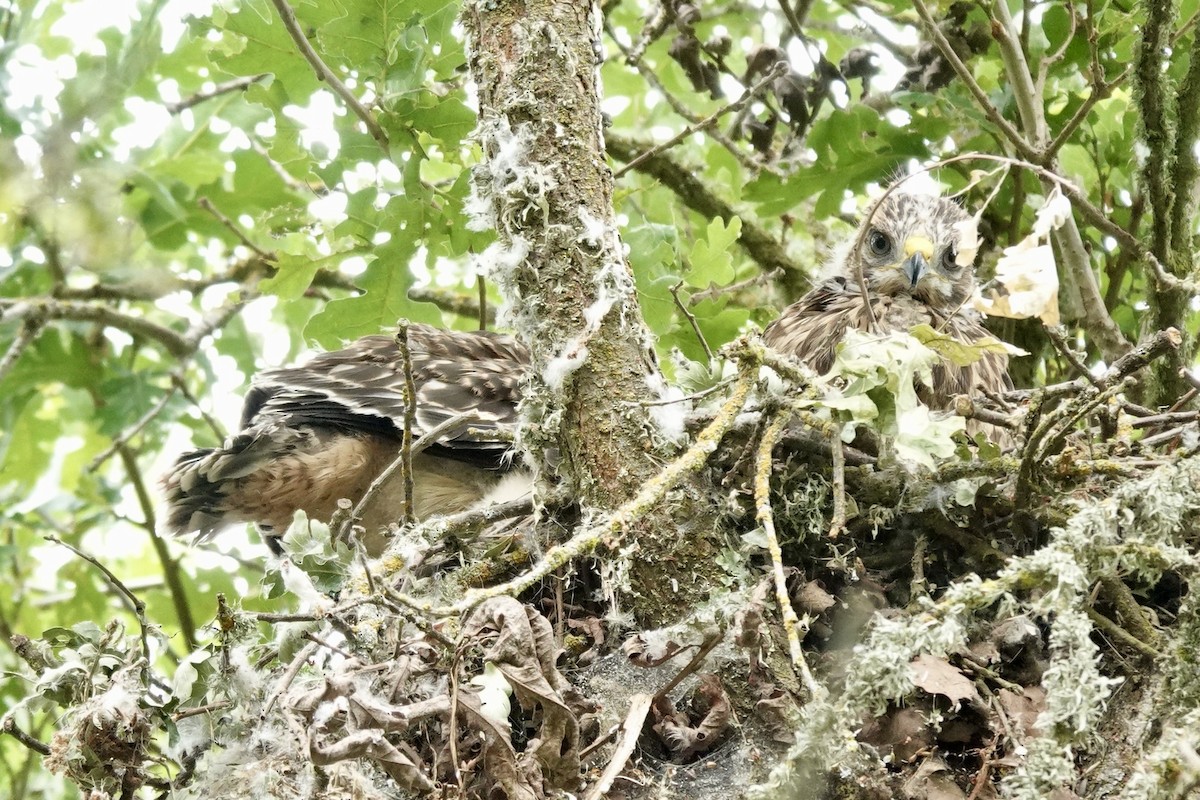 Buteo sp. - Bob Greenleaf