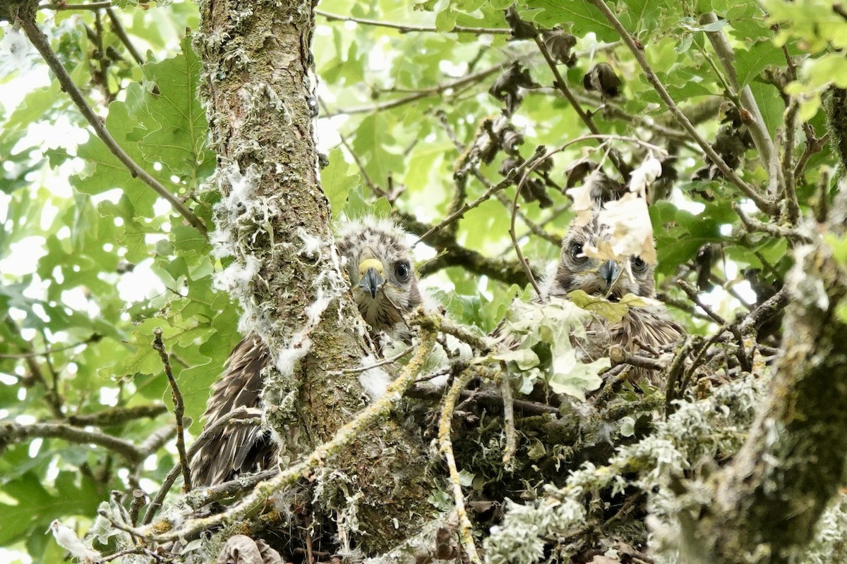 Buteo sp. - Bob Greenleaf