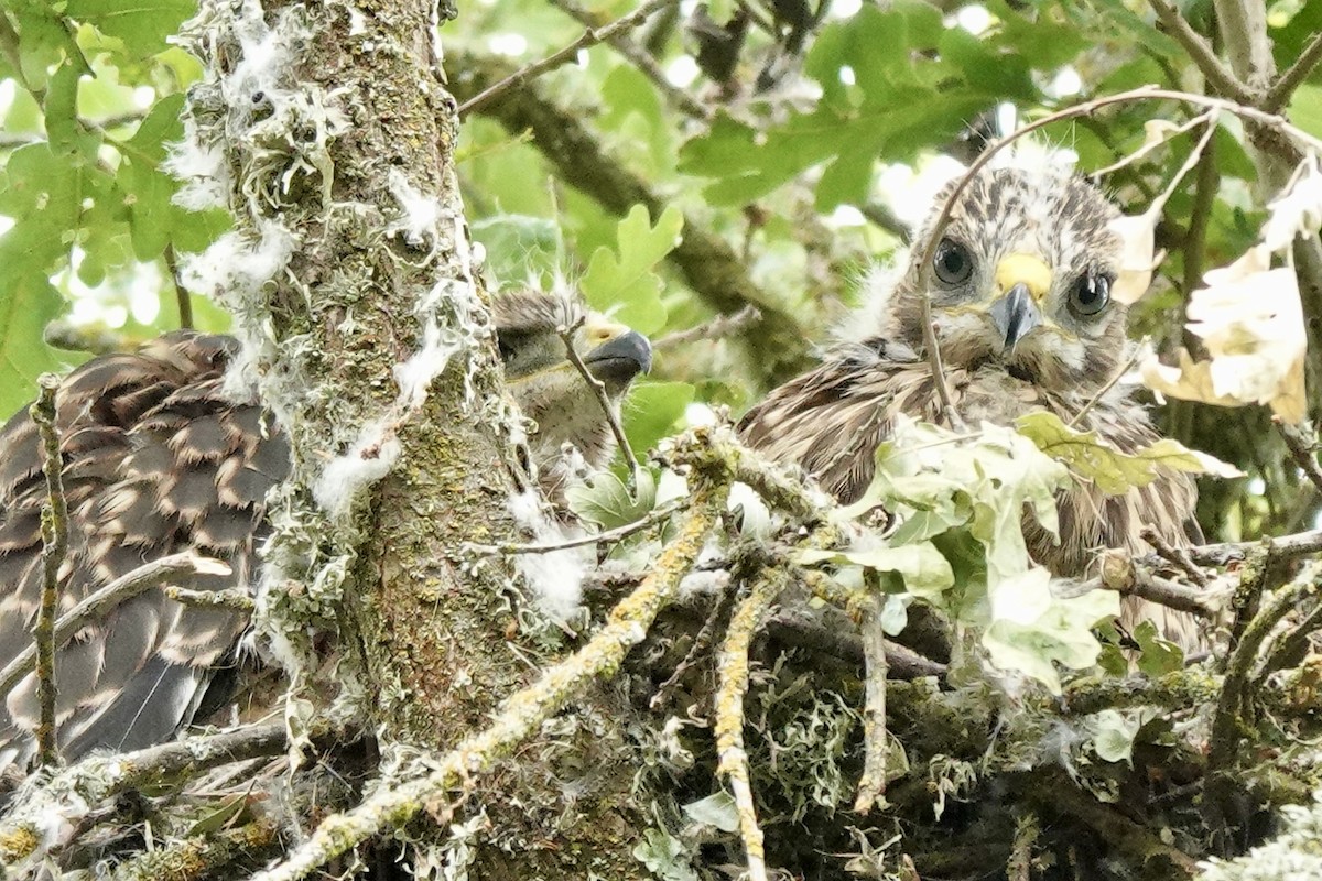 Buteo sp. - Bob Greenleaf