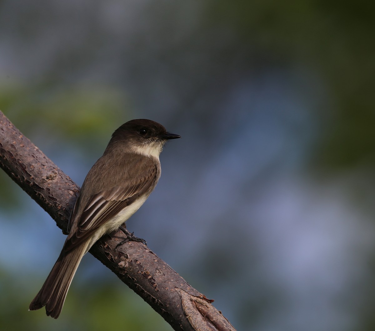 Eastern Wood-Pewee - Yves Dugré