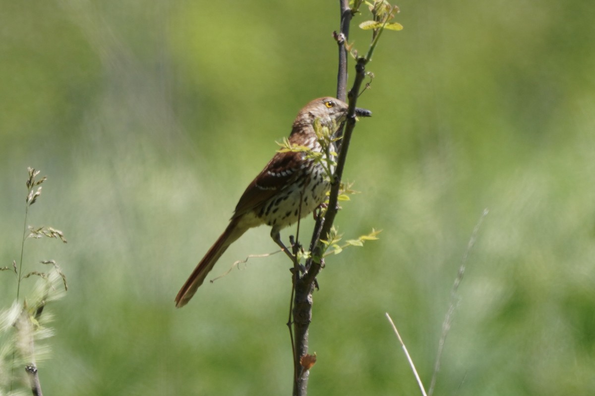 Brown Thrasher - Greg Hertler