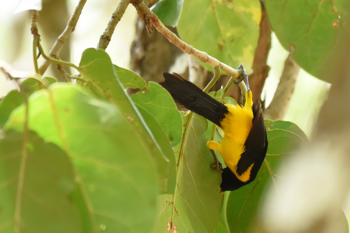 Black-cowled Oriole - Bruce Mast