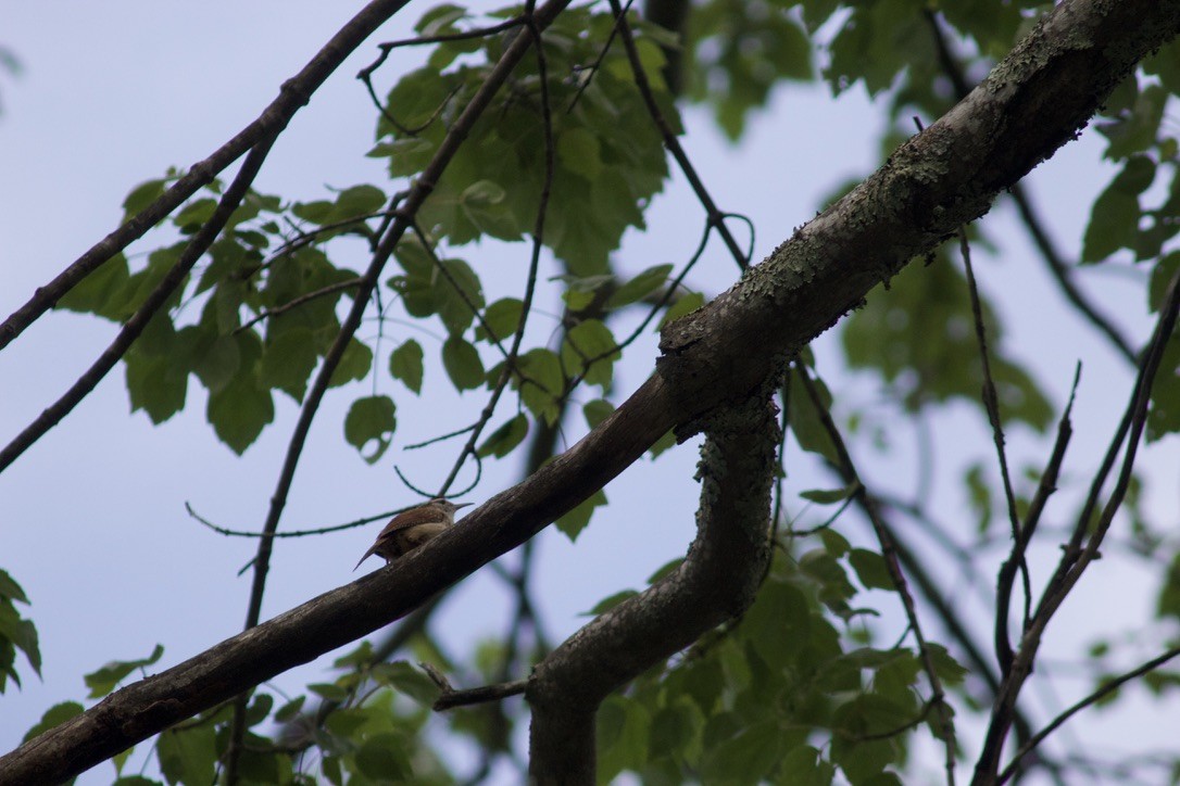 Carolina Wren - Sarah R