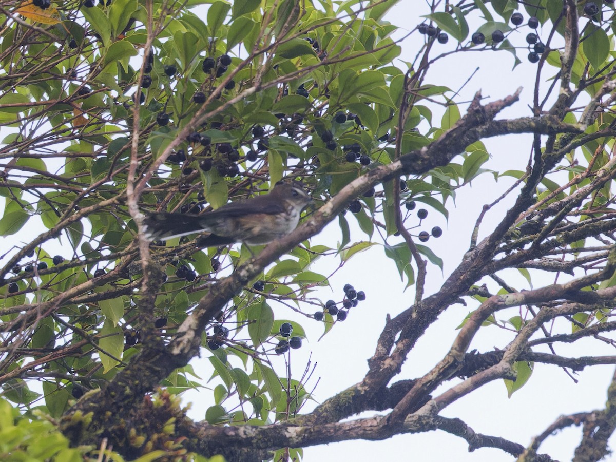 Fiji Streaked Fantail (Taveuni) - ML619591544