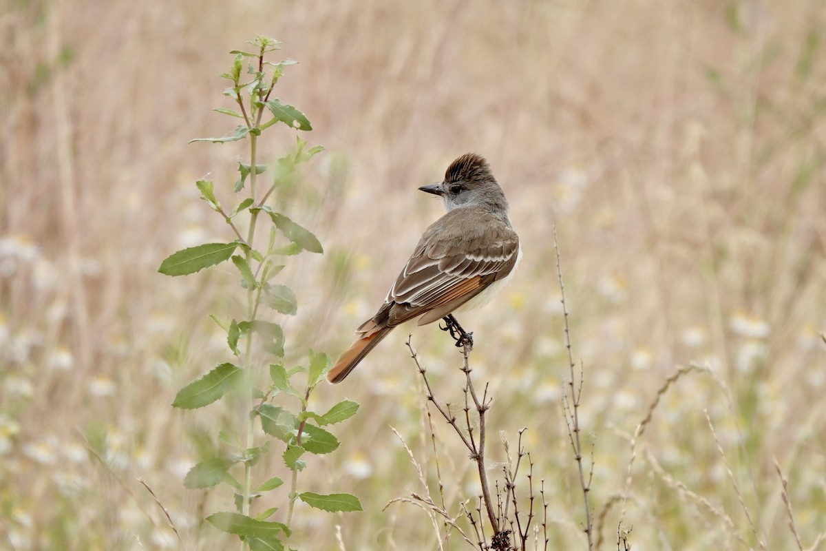 Ash-throated Flycatcher - Bob Greenleaf