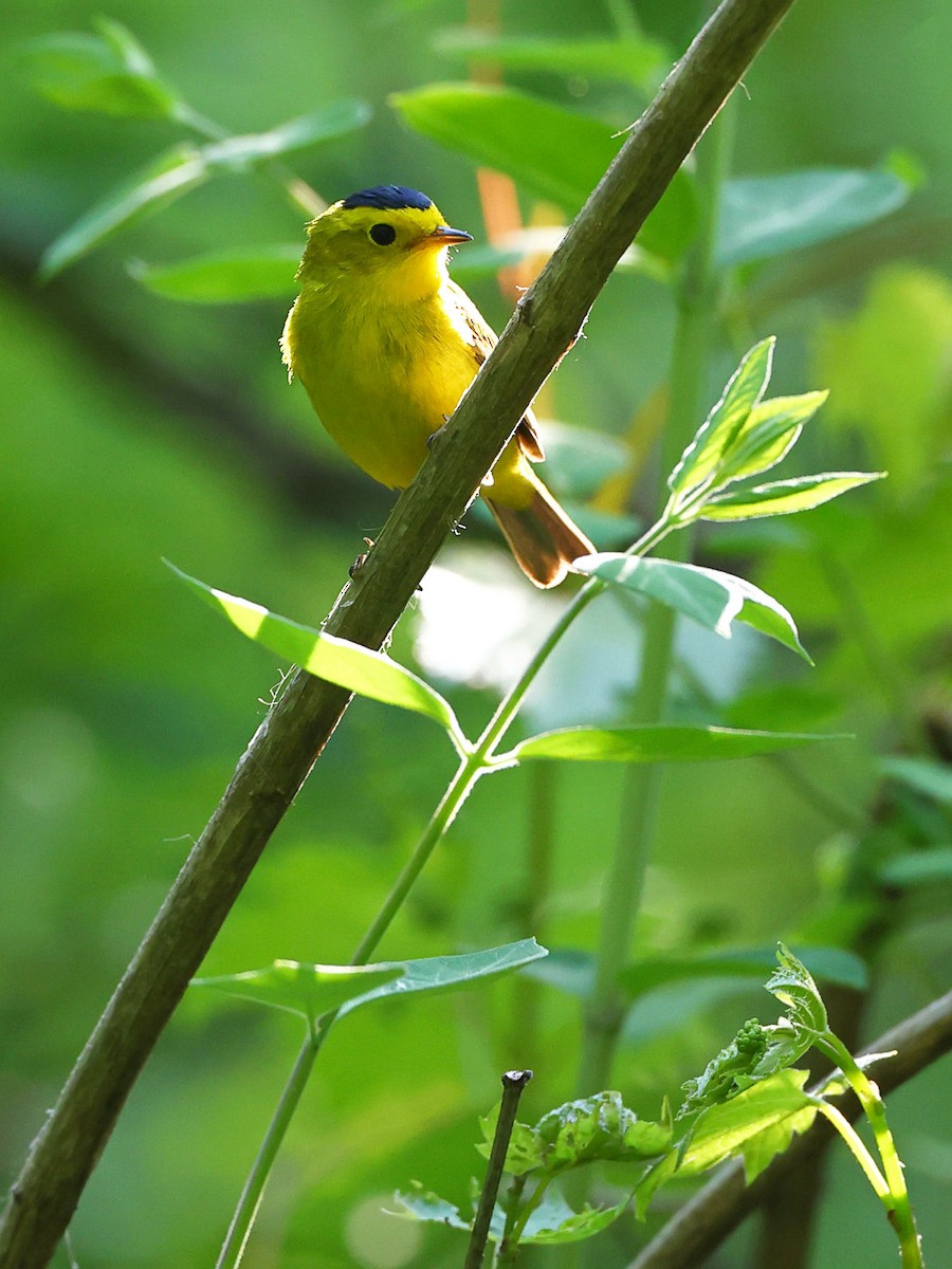 Wilson's Warbler - ML619591549