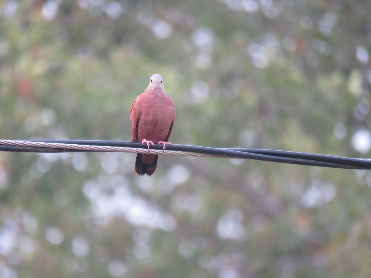 Ruddy Ground Dove - ML619591551