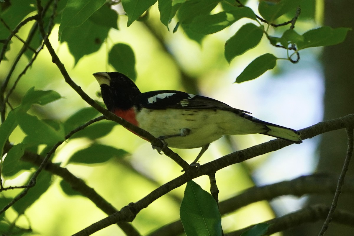 Rose-breasted Grosbeak - Greg Hertler