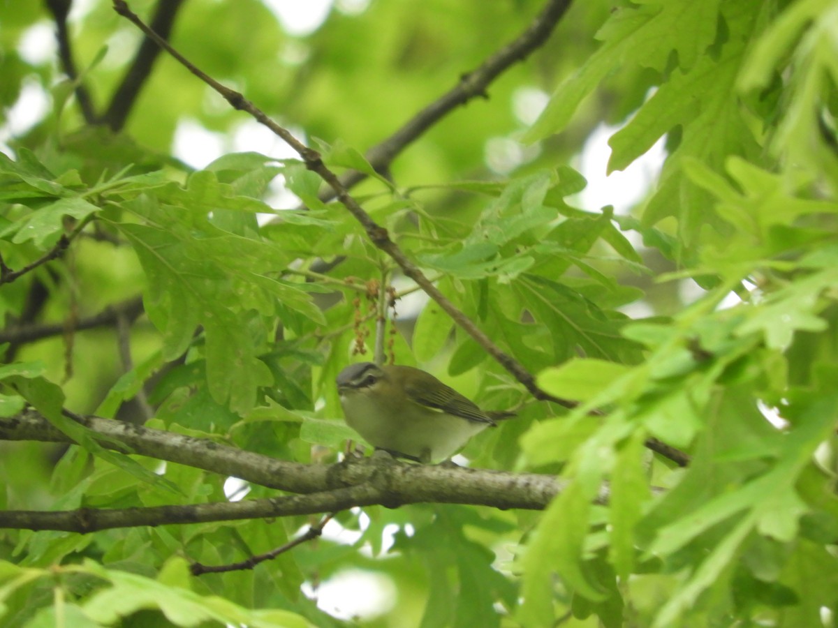 Red-eyed Vireo - Thomas Bürgi