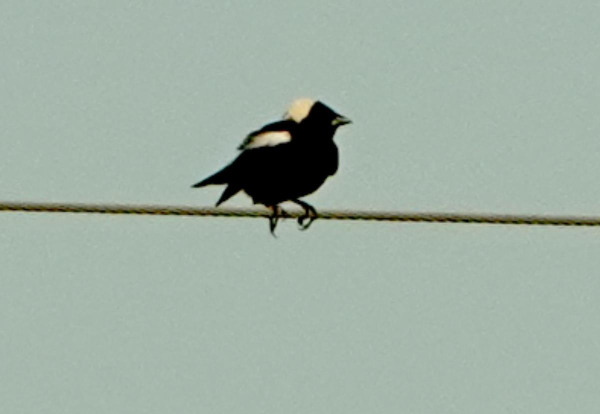 Bobolink - Bart Williams