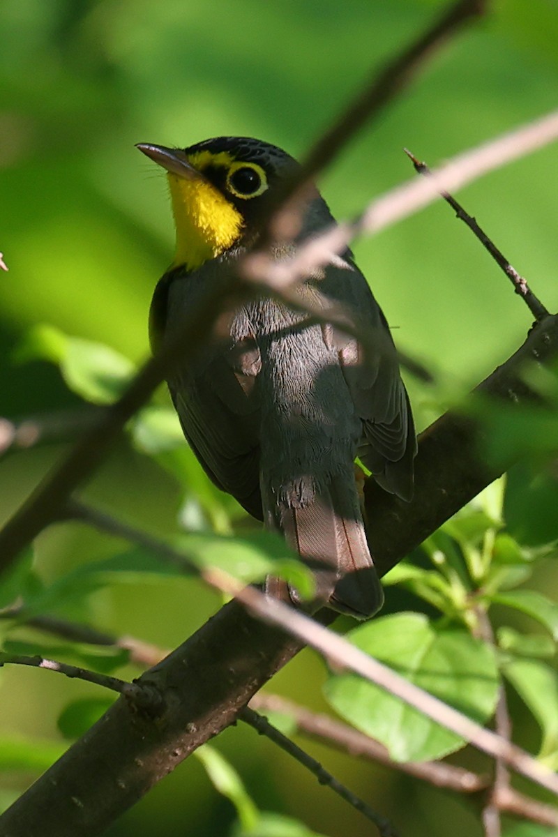 Kanadawaldsänger - ML619591560