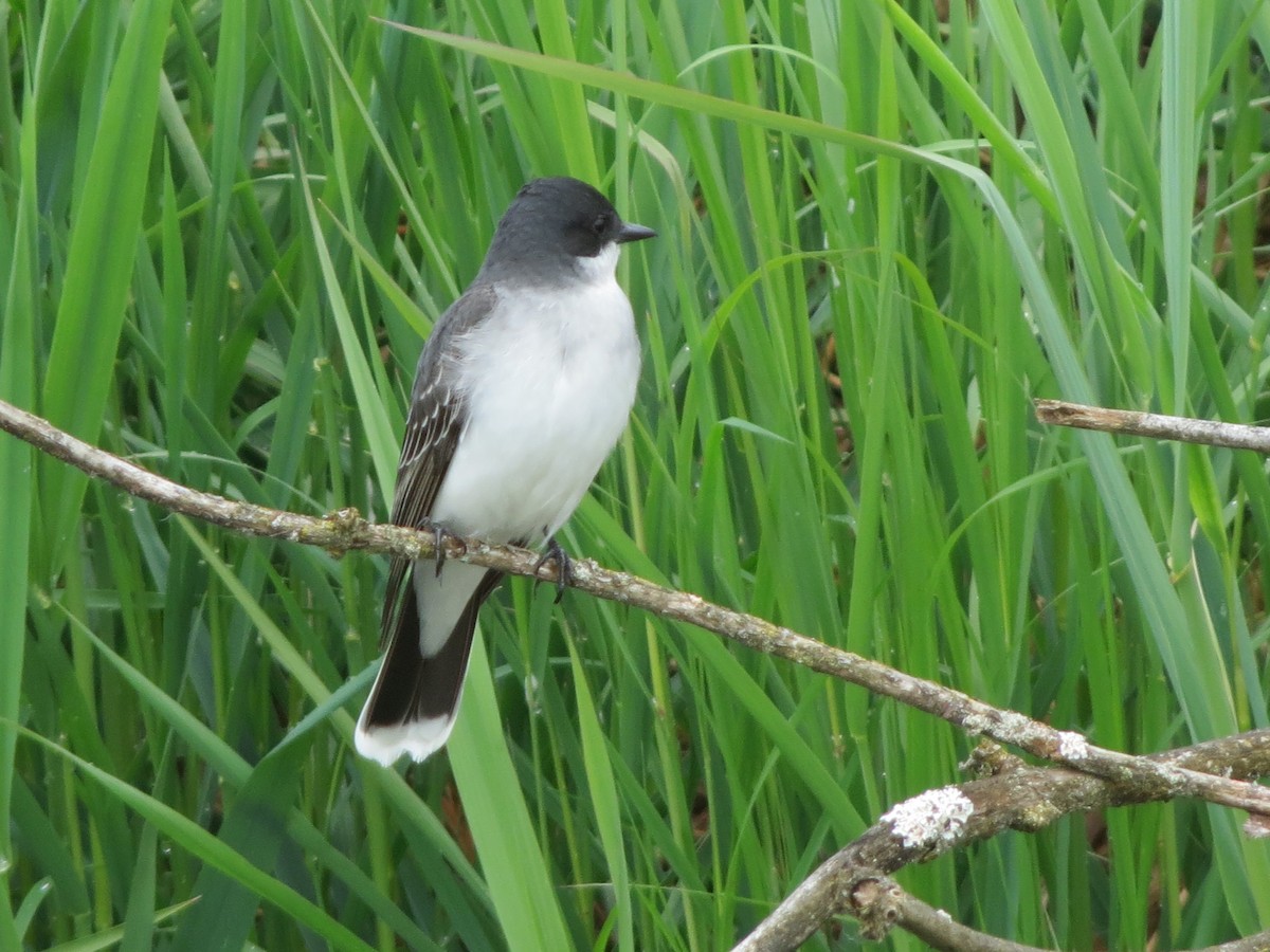 Eastern Kingbird - ML619591561