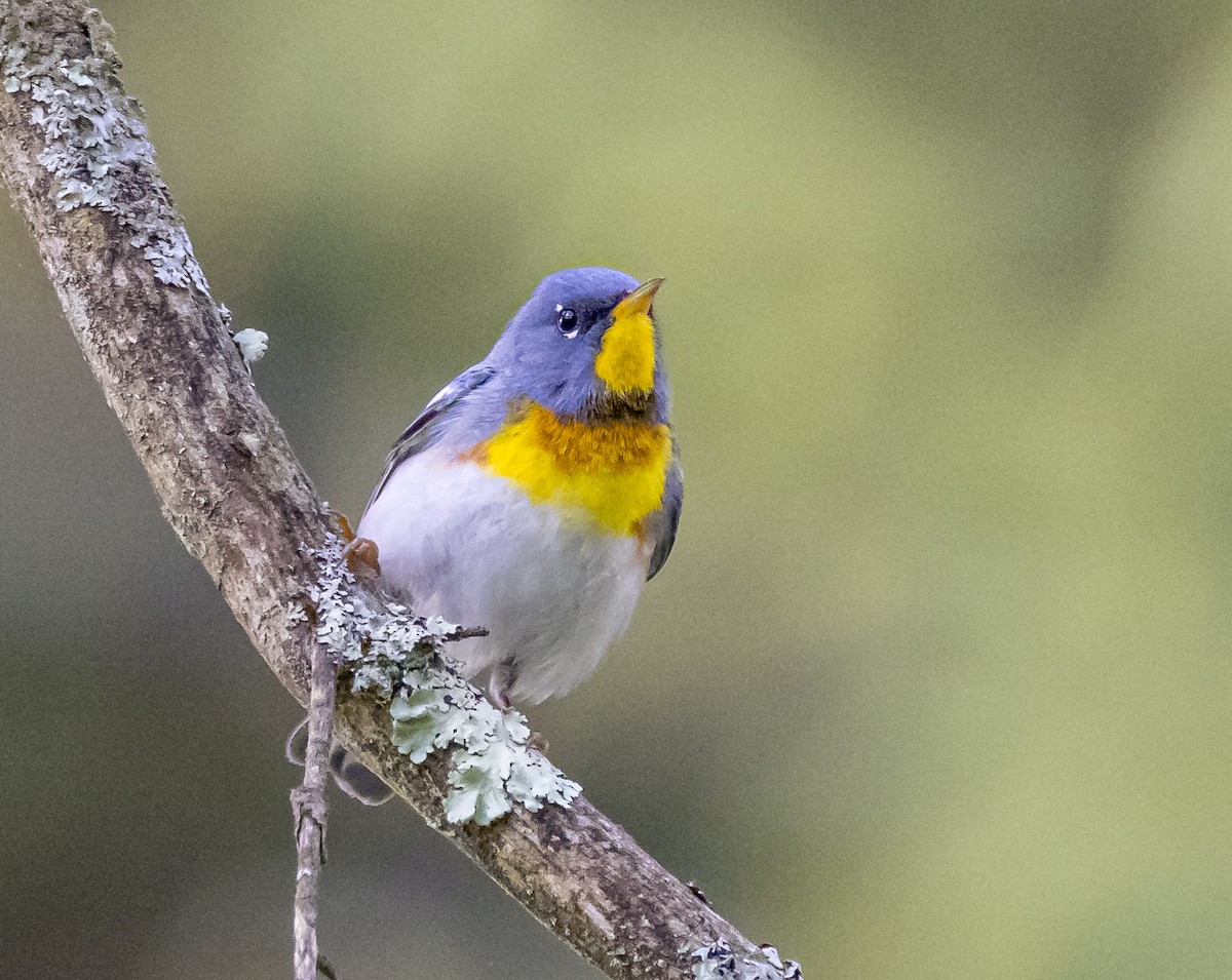 Northern Parula - Mike Murphy