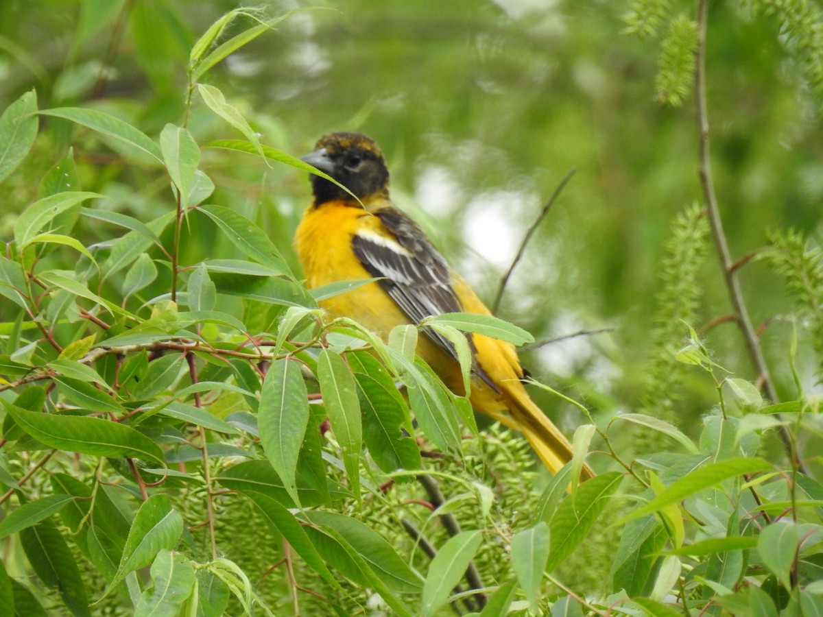 Baltimore Oriole - Mark Sweeney