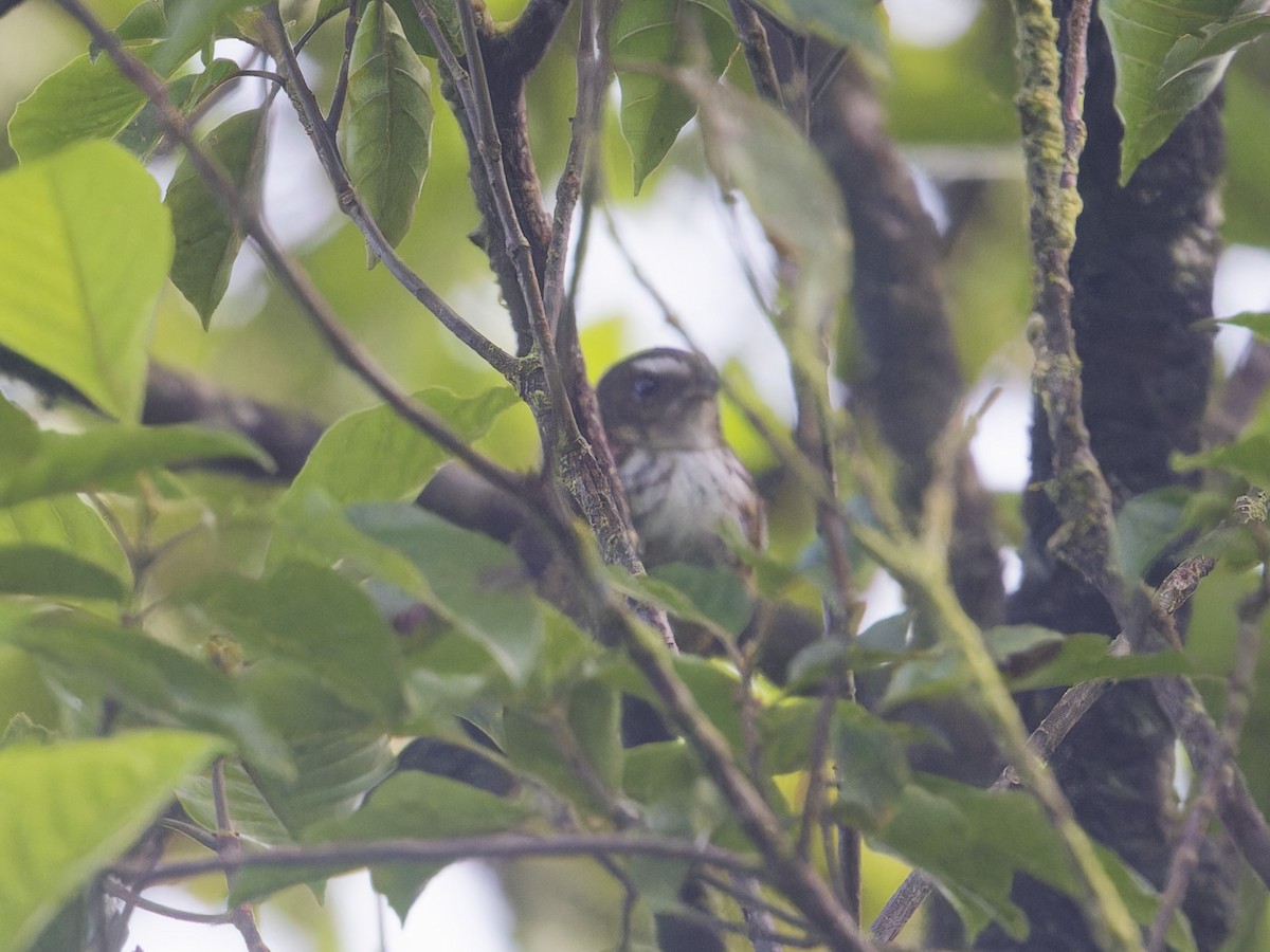 Fiji Streaked Fantail (Taveuni) - Angus Wilson