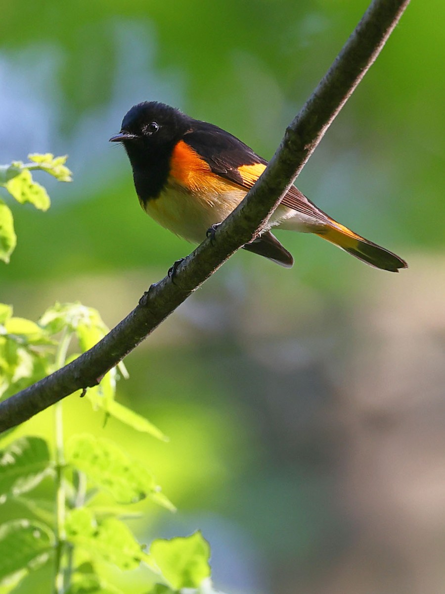 American Redstart - ML619591588