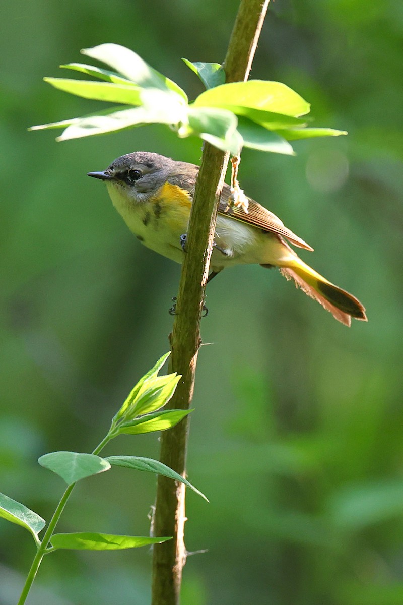 Rotschwanz-Waldsänger - ML619591589