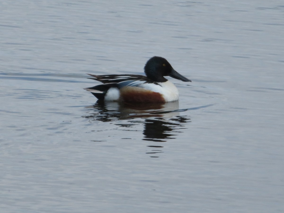 Northern Shoveler - David Forbes