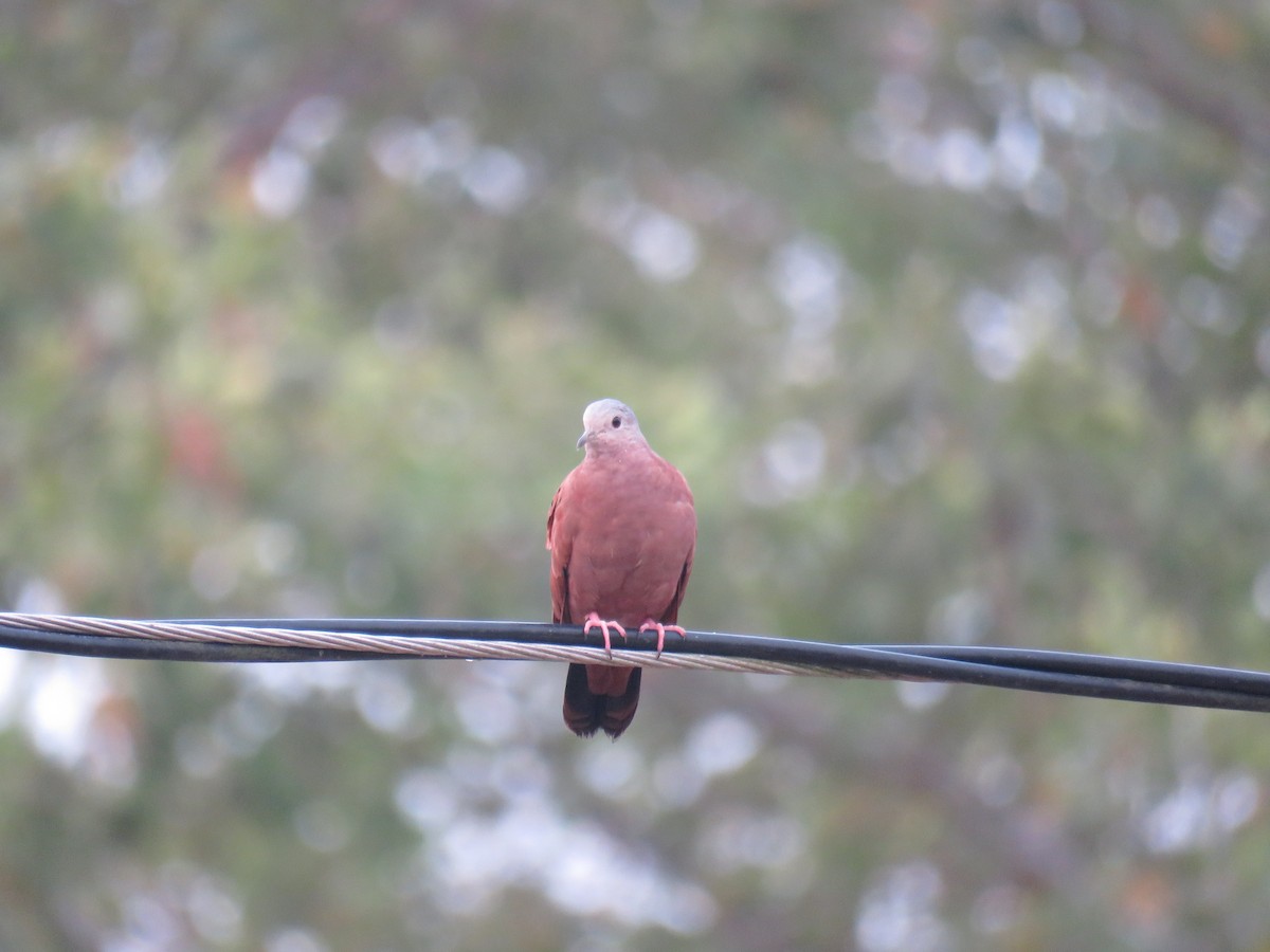 Ruddy Ground Dove - Sam Holcomb