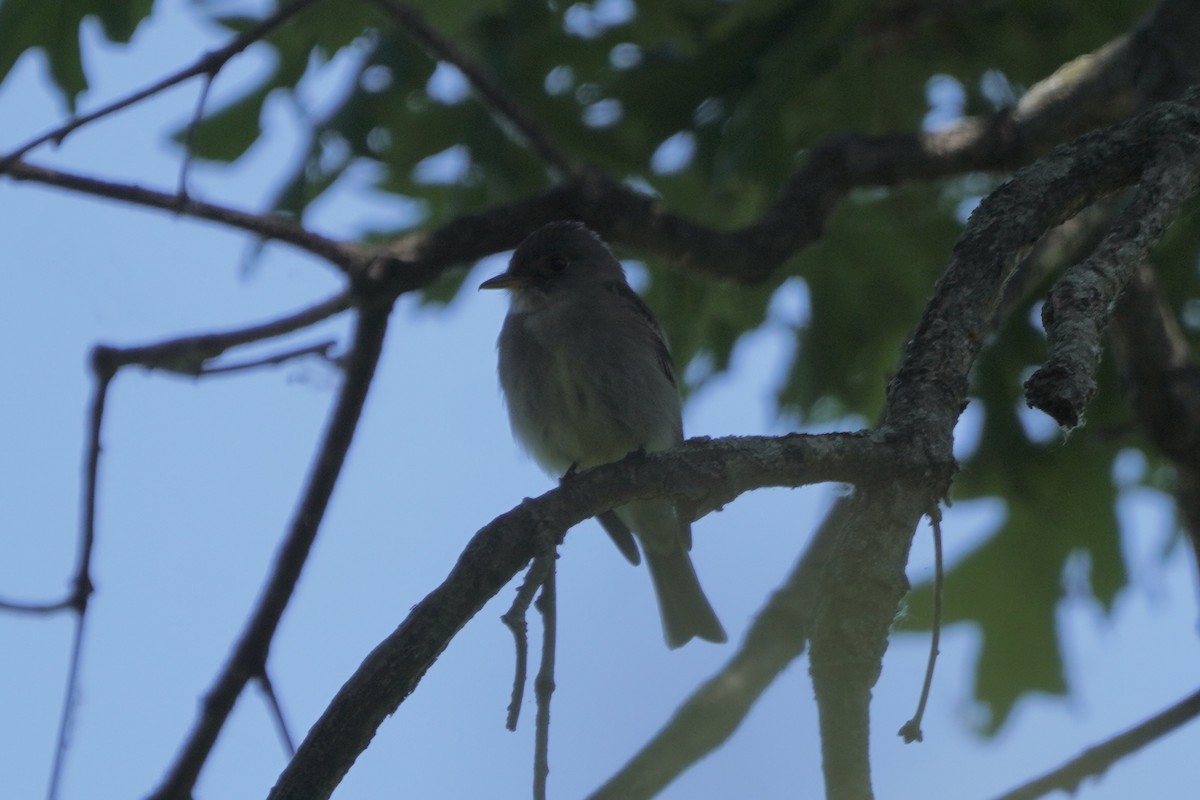 Eastern Wood-Pewee - Greg Hertler