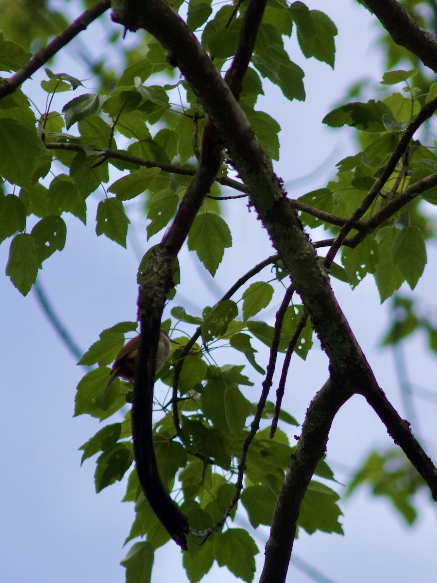 Carolina Wren - Sarah R