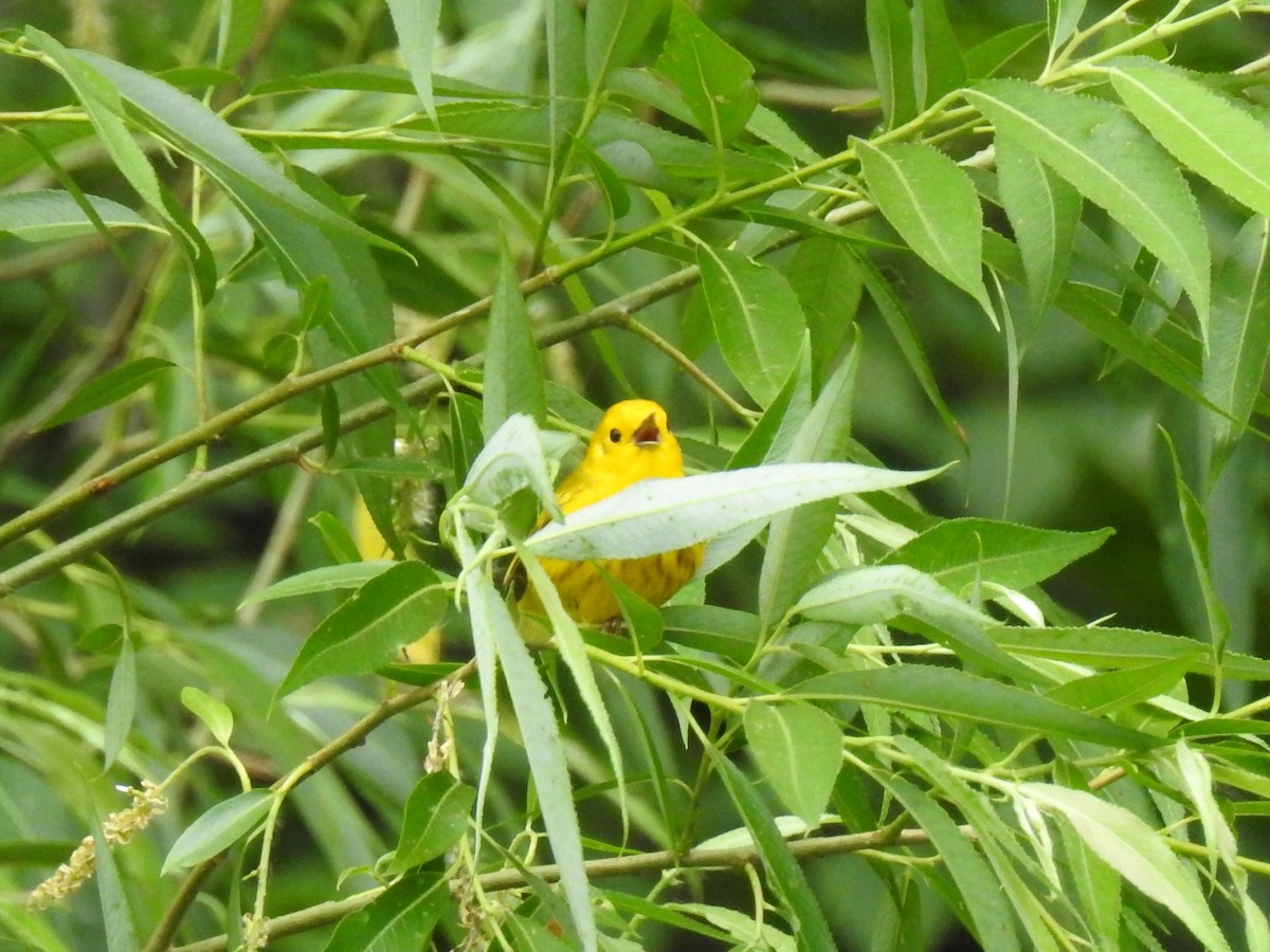 Yellow Warbler - Mark Sweeney