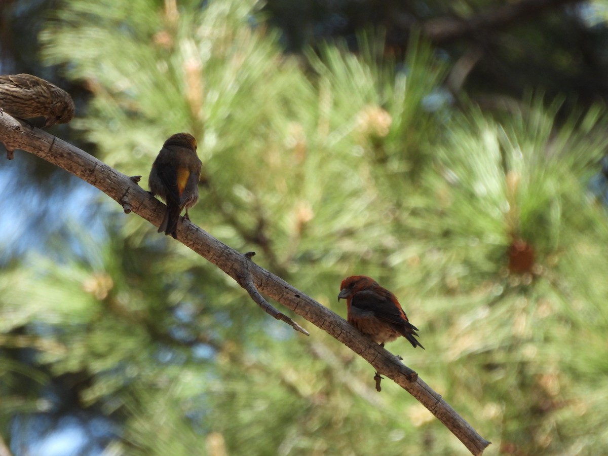 Red Crossbill - Bosco Greenhead