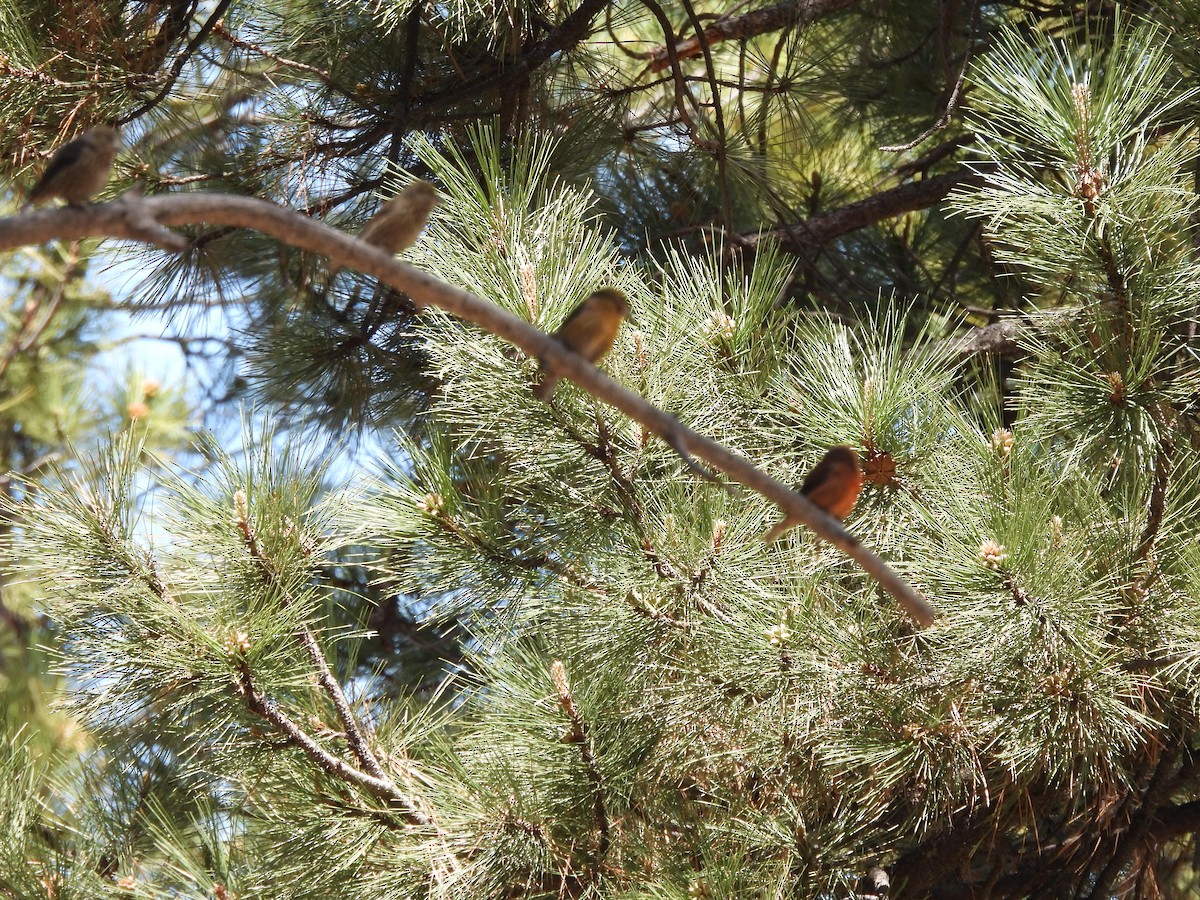 Red Crossbill - Bosco Greenhead