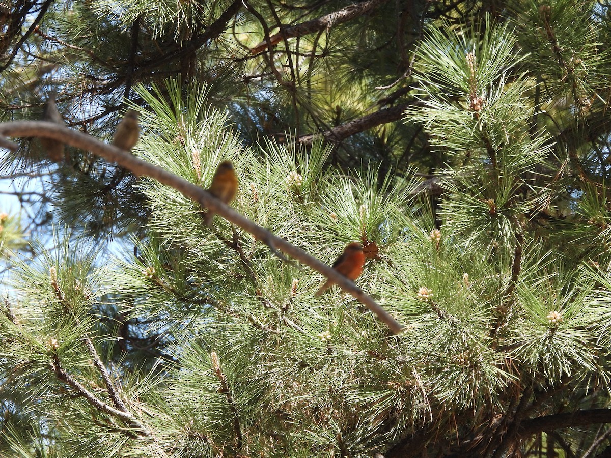 Red Crossbill - Bosco Greenhead