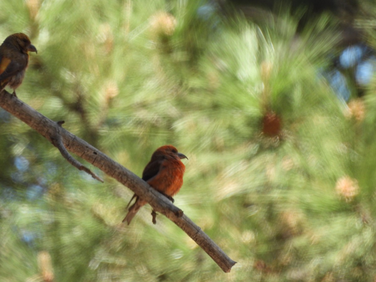 Red Crossbill - Bosco Greenhead