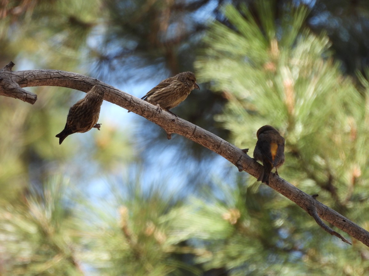 Red Crossbill - Bosco Greenhead