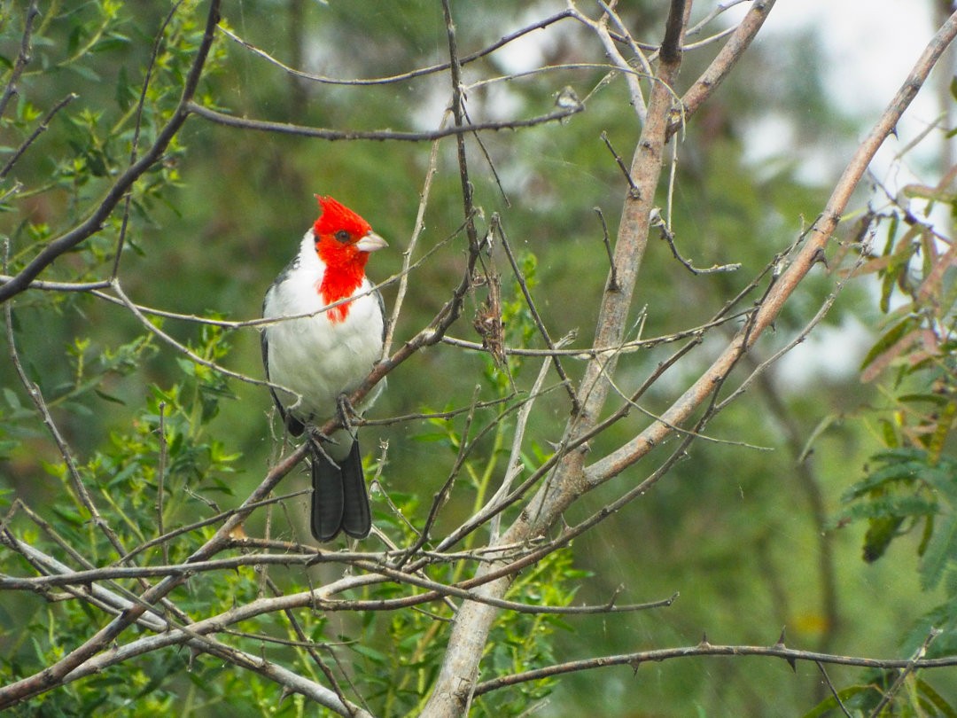 Red-crested Cardinal - Henrique Heidi Horiyshi