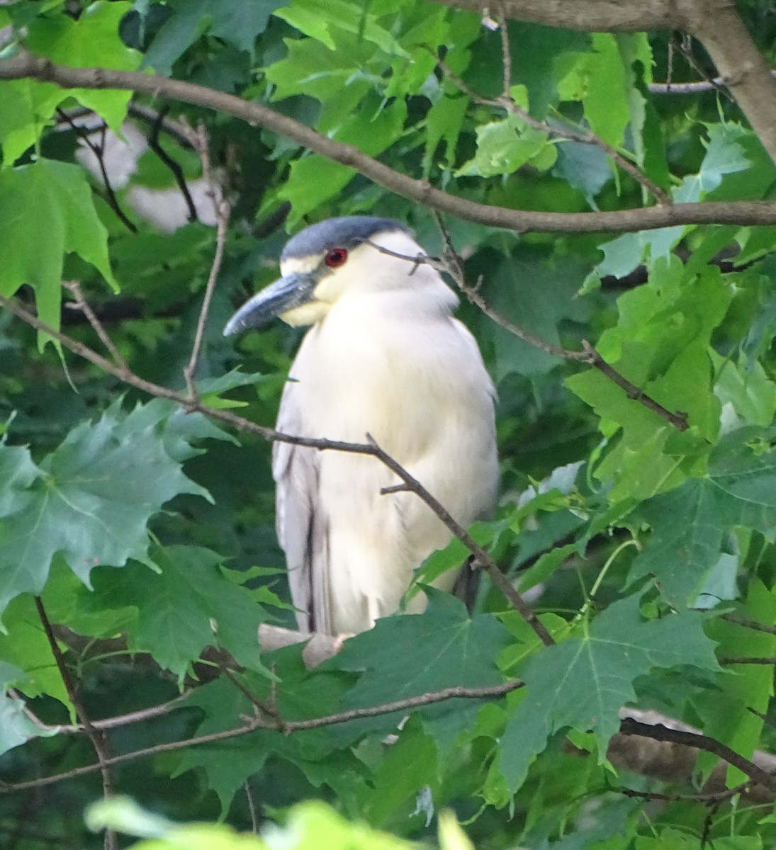 Black-crowned Night Heron - ML619591613