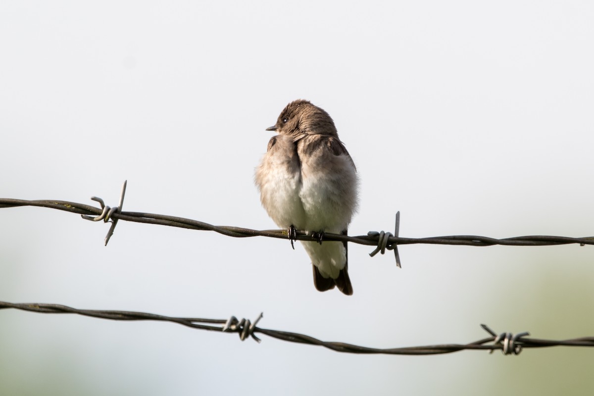 Northern Rough-winged Swallow - Brian McGee