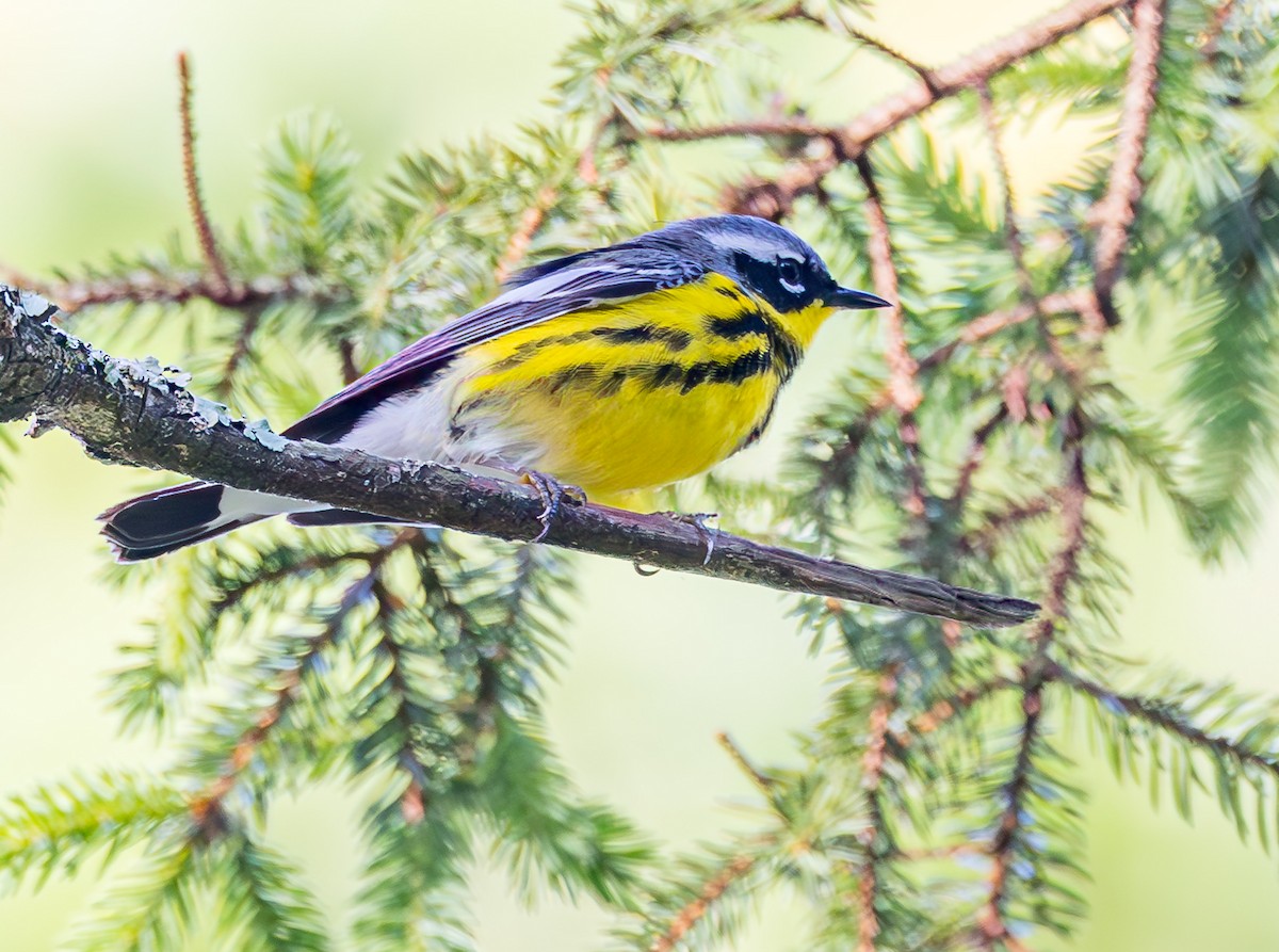 Magnolia Warbler - Mike Murphy