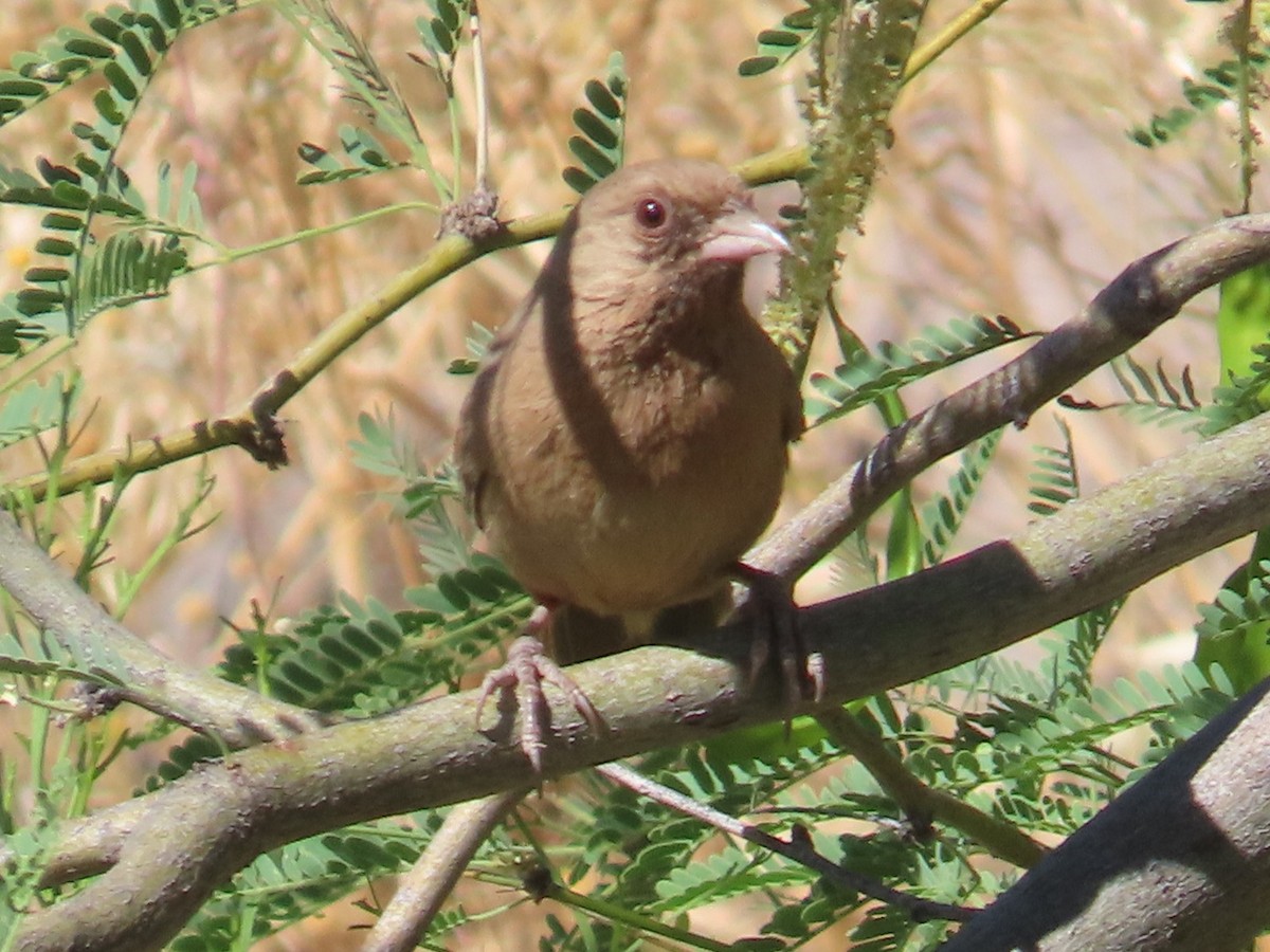 Abert's Towhee - Edward Raynor