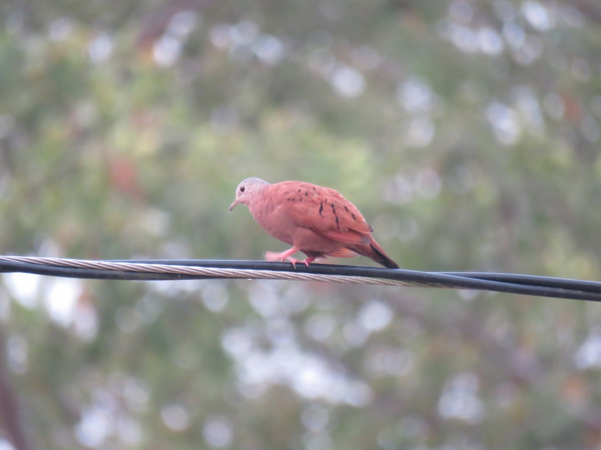 Ruddy Ground Dove - ML619591622