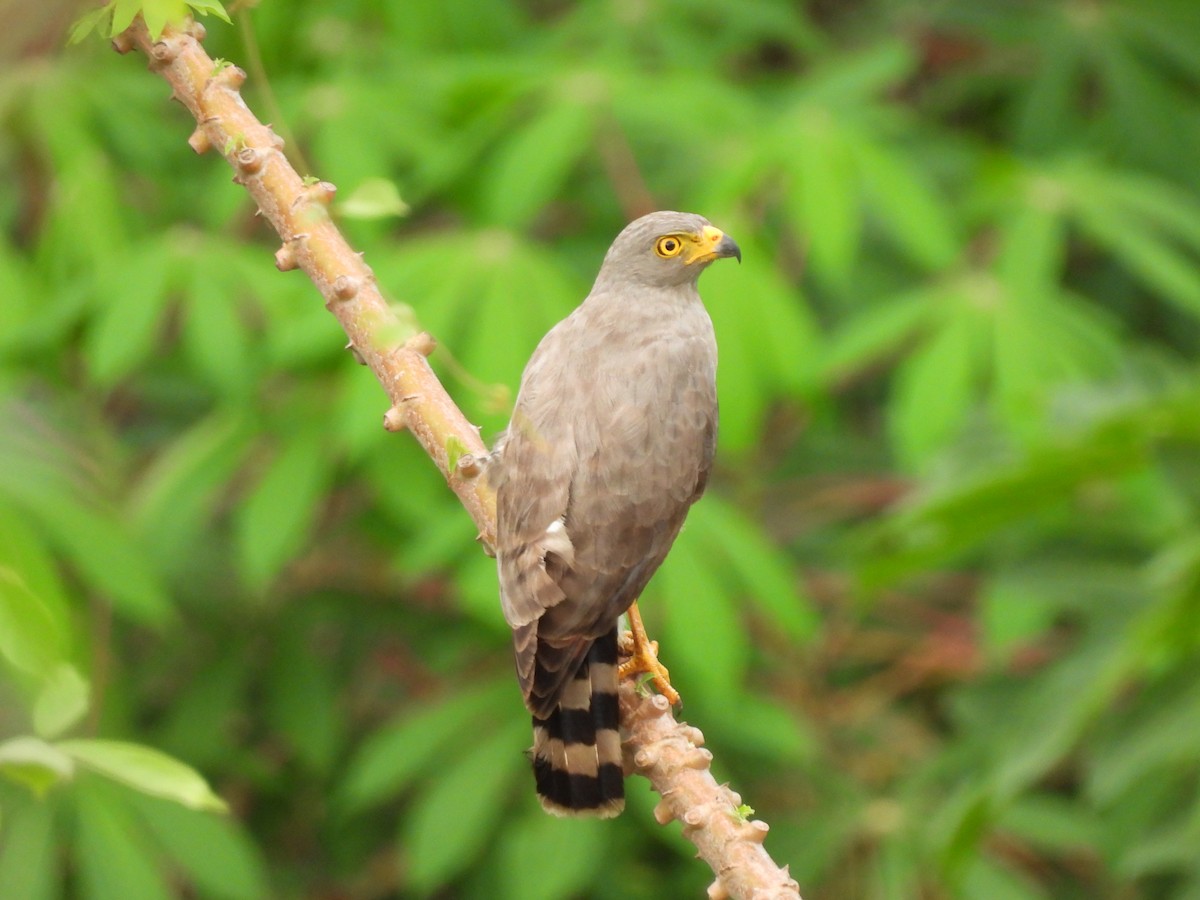 Roadside Hawk - Leandro Niebles Puello