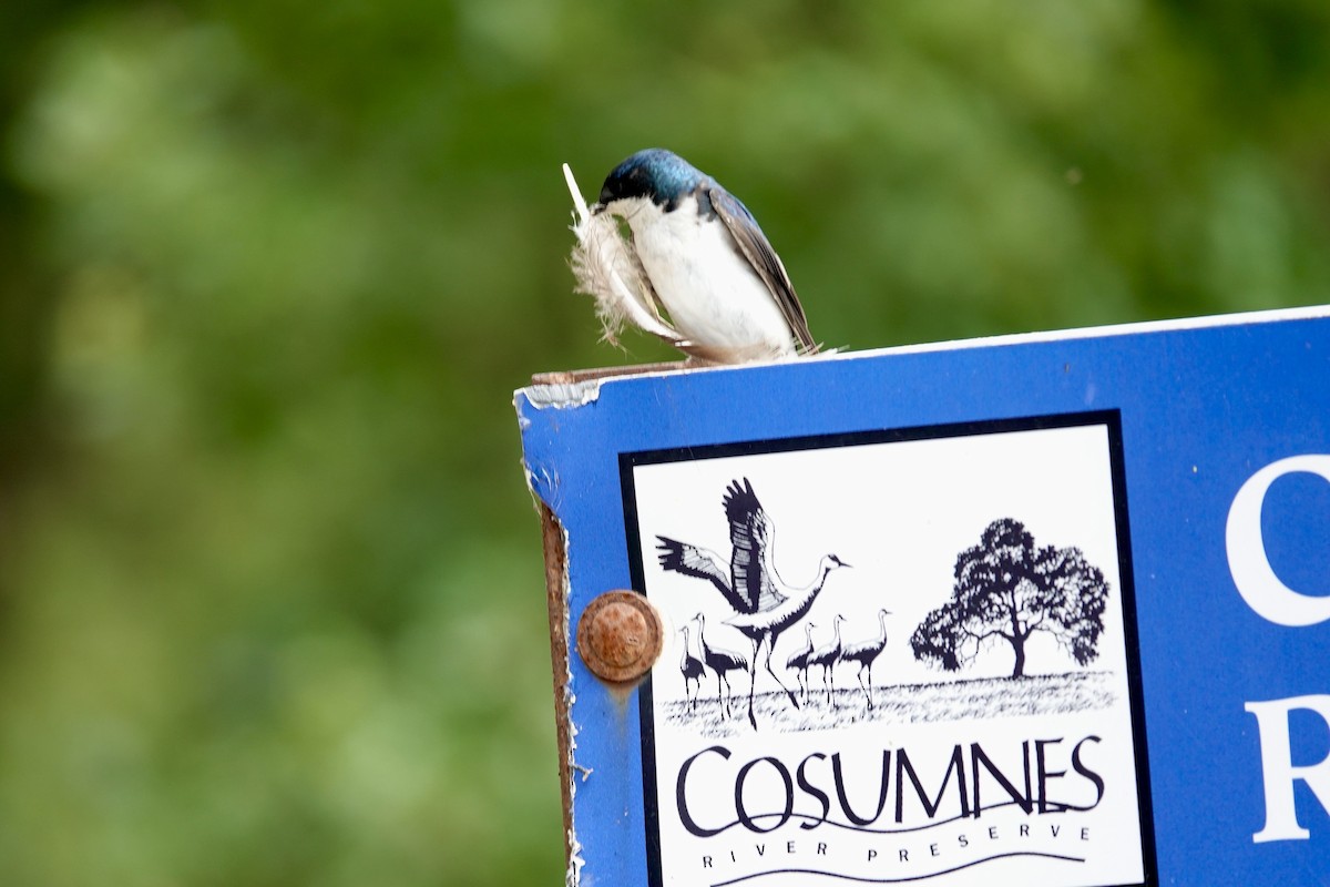 Tree Swallow - Bob Greenleaf