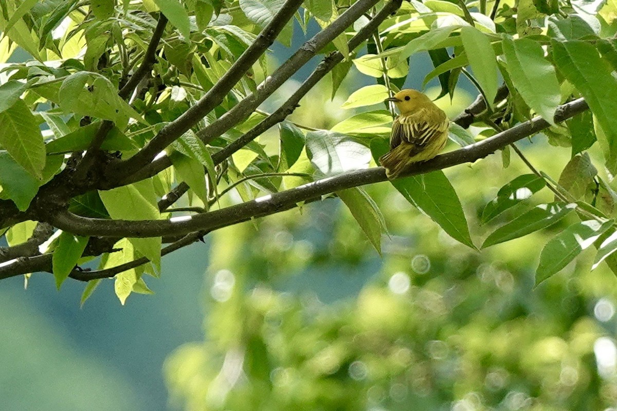Yellow Warbler - Fleeta Chauvigne