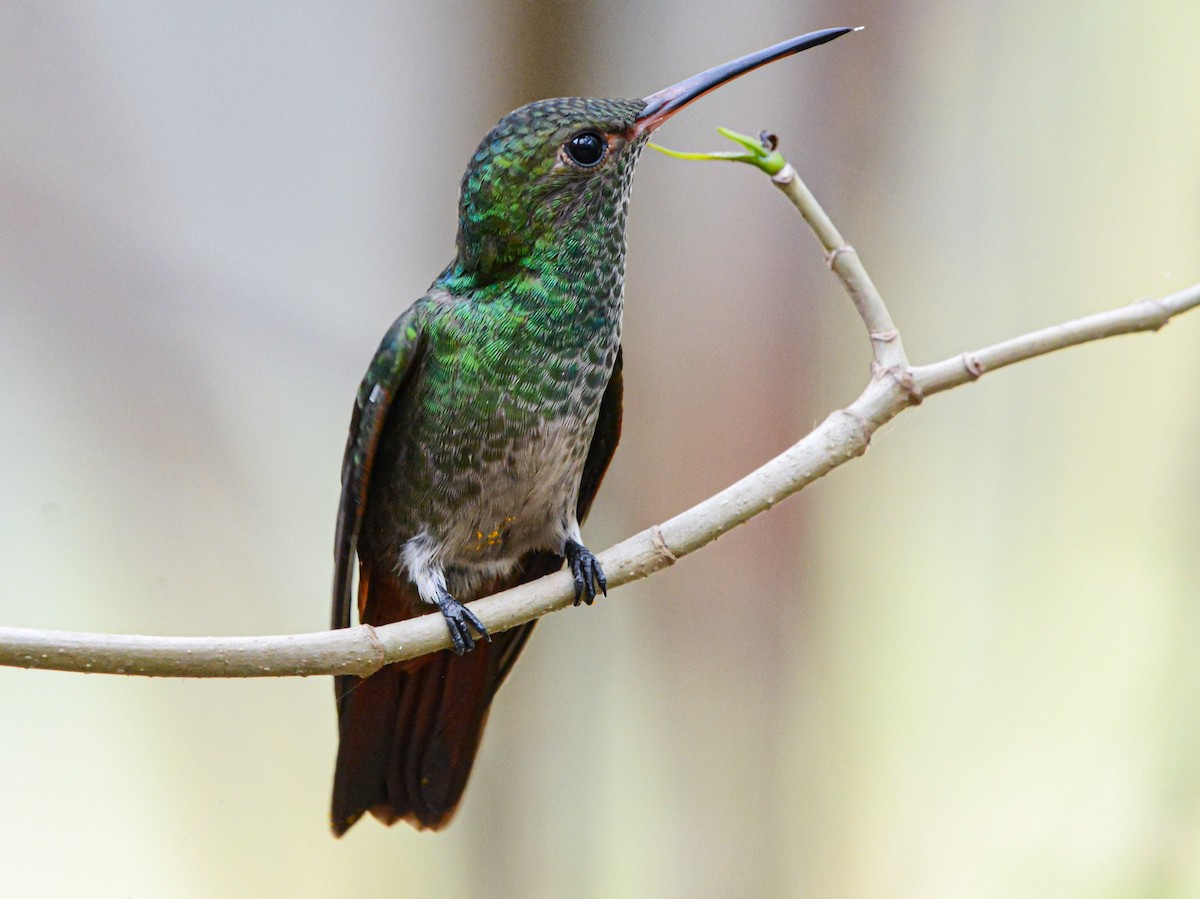 Rufous-tailed Hummingbird - Jeffry Morataya